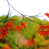 散り紅葉