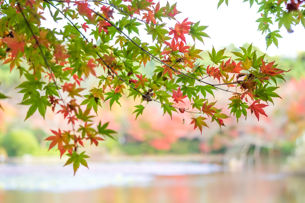 紅葉４