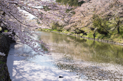 上杉神社＠米沢　桜の絨毯