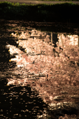 桜之鏡