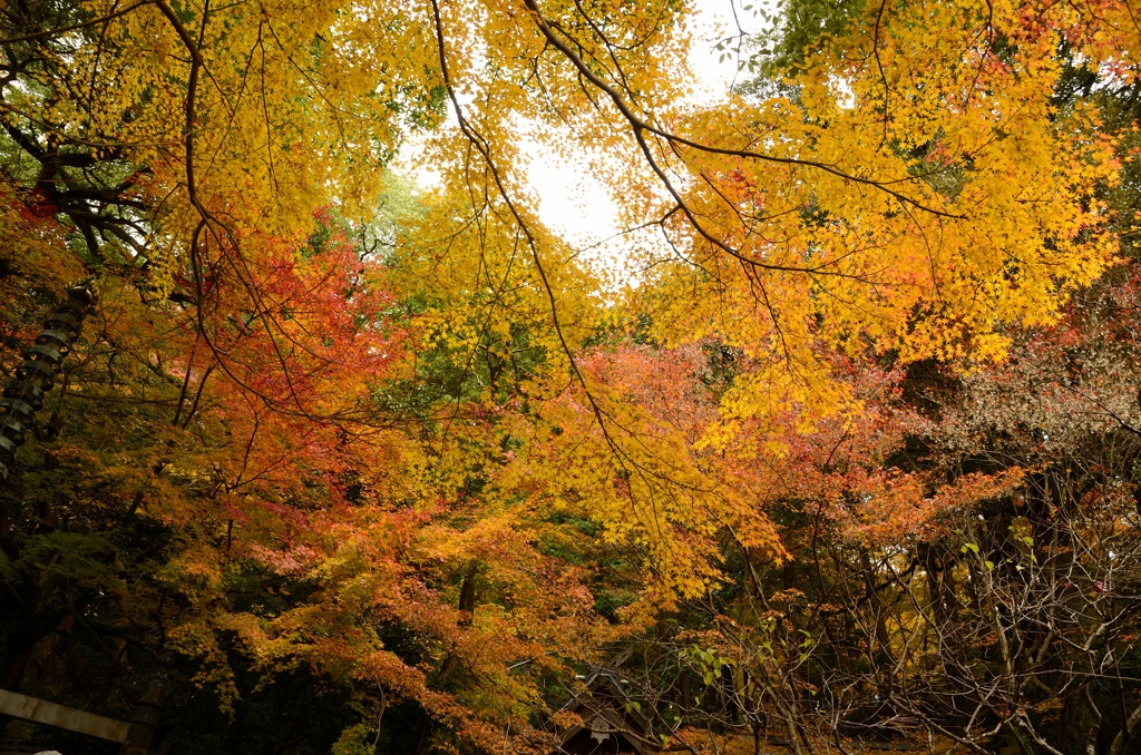 Momiji