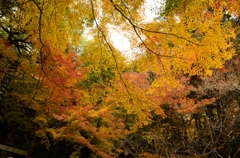 Momiji