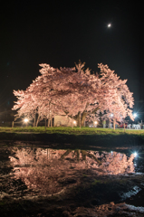 龍蔵桜＠長井市、山形県