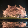 龍蔵桜＠長井市、山形県