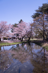 桜 #2