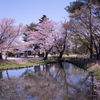 桜 #2
