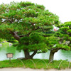 栗林公園