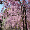 平安神宮の桜