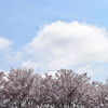 伊賀上野の桜