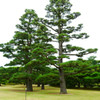 栗林公園
