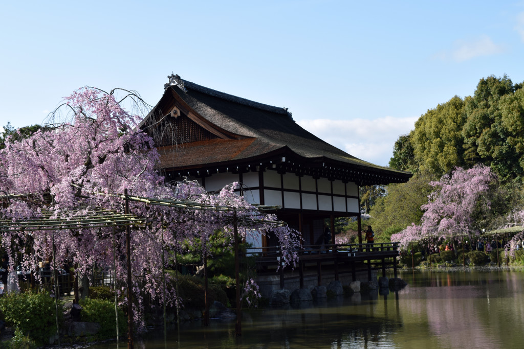 平安神宮の桜