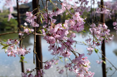 平安神宮の桜