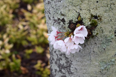 伊賀上野の桜
