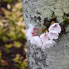 伊賀上野の桜