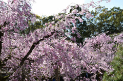 平安神宮の桜