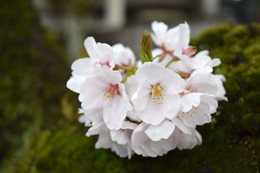 伊賀上野の桜