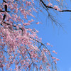 平安神宮の桜
