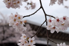 伊賀上野の桜