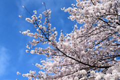 伊賀上野の桜