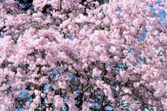 平安神宮の桜