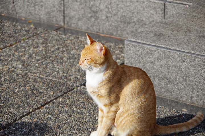 ひだまりねこ