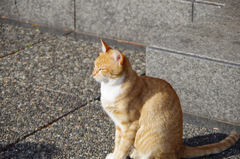ひだまりねこ