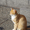 ひだまりねこ