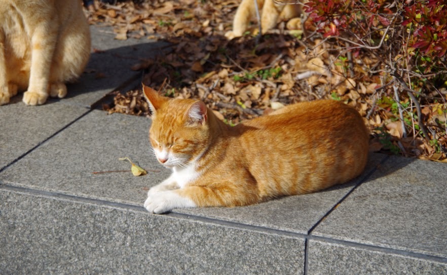 ひだまり猫2