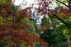 紅葉はじまり
