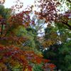 紅葉はじまり