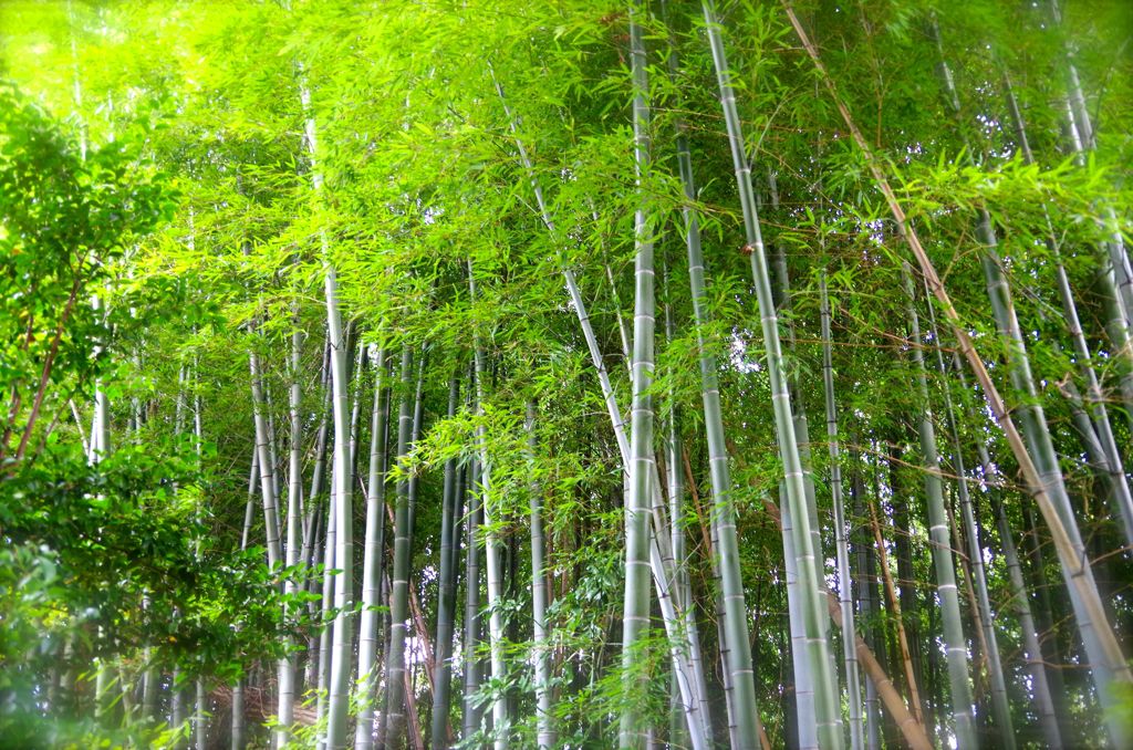 竹林