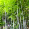 竹林