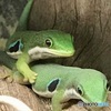 ヒルヤモリ　夫婦