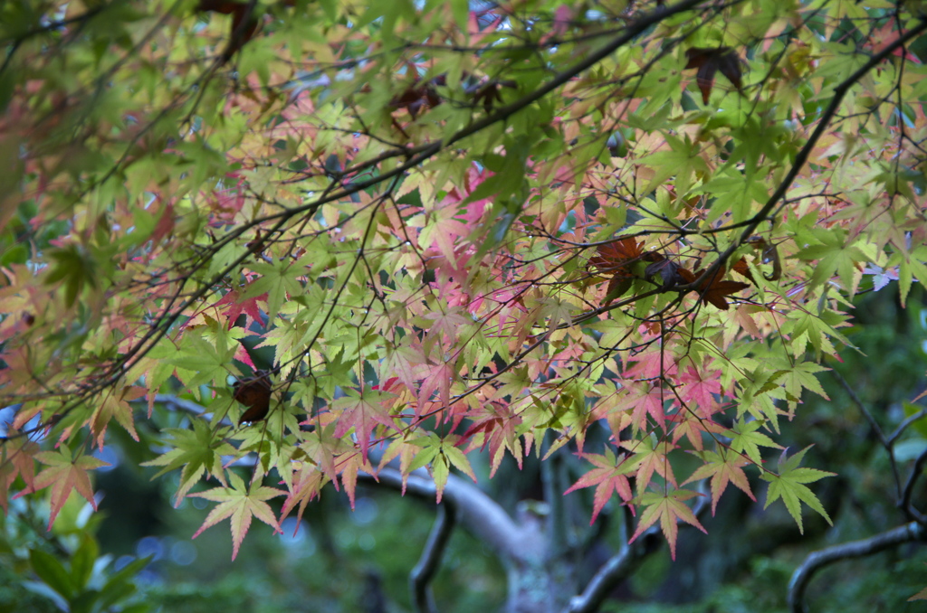 上賀茂神社５