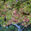 上賀茂神社５