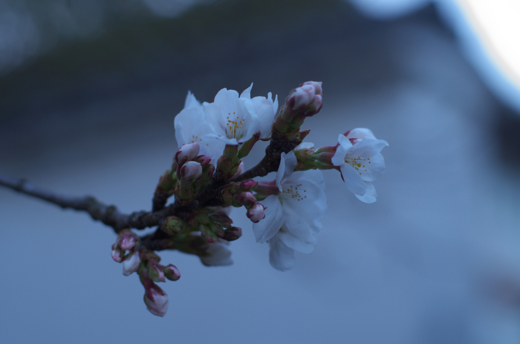 當麻寺の桜