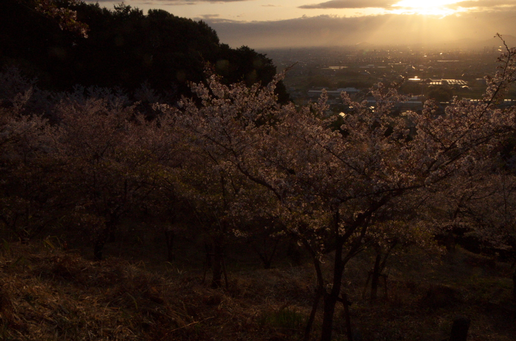 今年の桜はこれ1枚