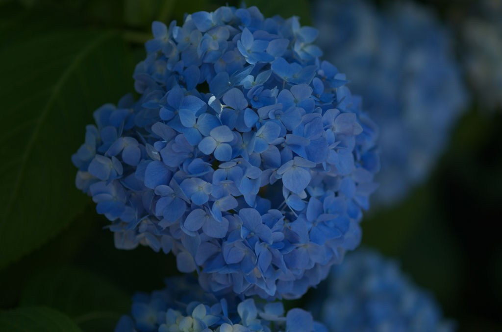 今年のあじさい２