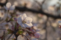 2019年の桜　６