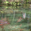 モネの池３