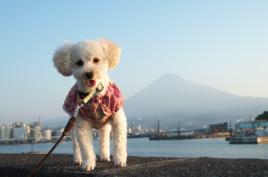 うちのワンコと富士山