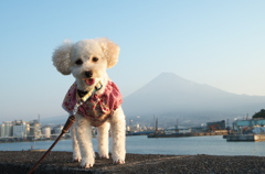 うちのワンコと富士山