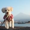 うちのワンコと富士山