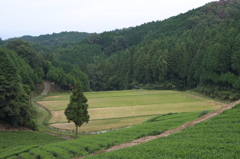 山添村の一本杉１