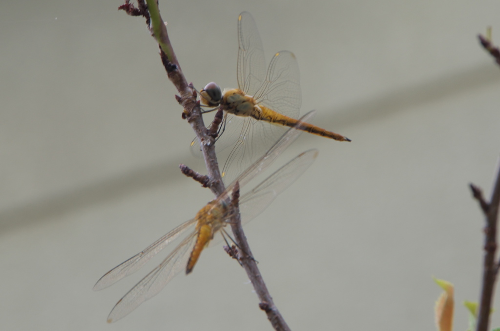 お休みのところ失礼します