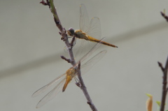 お休みのところ失礼します