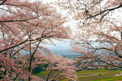 2018年今年の桜