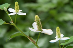 高天山草園 どぐだみ