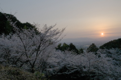 2019年の桜　１