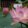 立本寺　蓮３